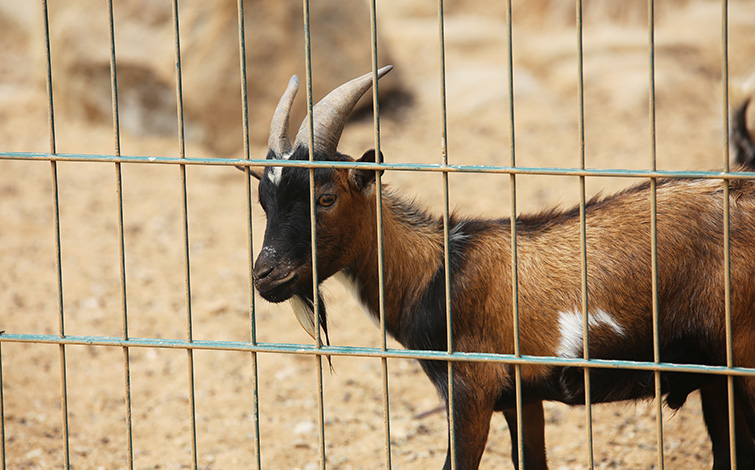 nigerian dwarf goat