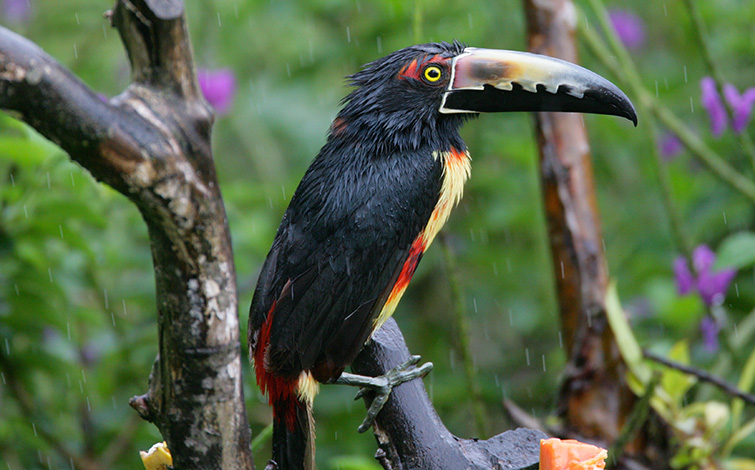 black necked aracari